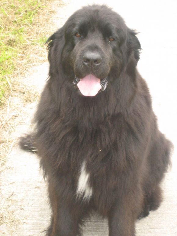 T Dutchlab's Bear Fortune Cookie (07-05-2006)